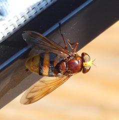 Volucella zonaria