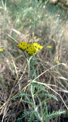 Achillea micrantha