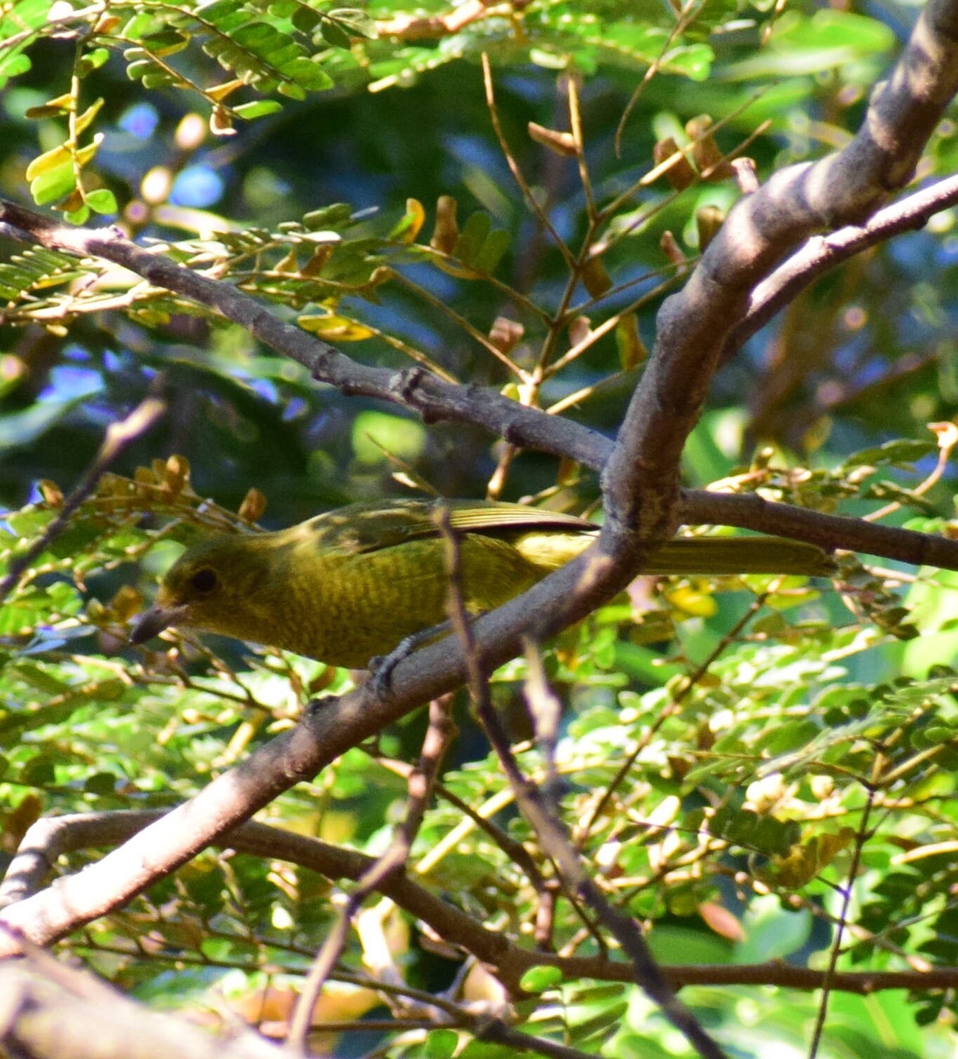 Olive Bushshrike (Chlorophoneus olivaceus)