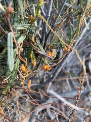 Cassytha glabella dispar