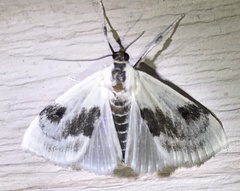 Cliniodes ostreonalis