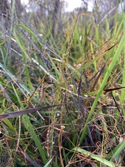 Cassytha glabella dispar