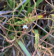 Cassytha glabella dispar