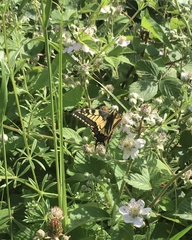 Papilio machaon britannicus