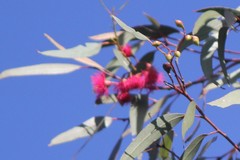 Eucalyptus leucoxylon leucoxylon