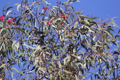 Eucalyptus leucoxylon leucoxylon