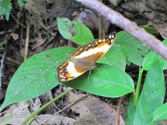 Harma theobene theobene