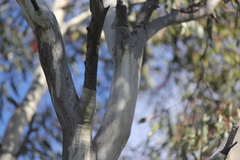 Eucalyptus leucoxylon leucoxylon