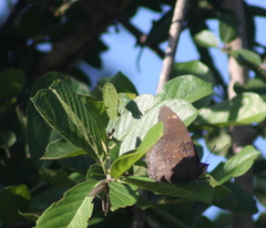 Charaxes
