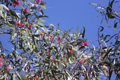 Eucalyptus leucoxylon leucoxylon