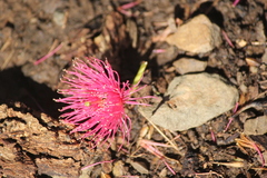Eucalyptus leucoxylon leucoxylon