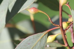 Eucalyptus leucoxylon leucoxylon