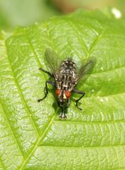 Sarcophagidae