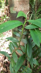 Rhaphidophora hongkongensis