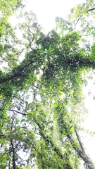 Rhaphidophora hongkongensis