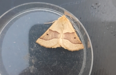 Crocallis elinguaria