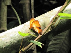 Cymothoe beckeri beckeri