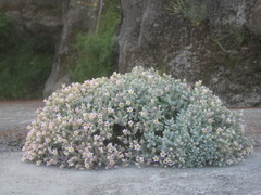 Sedum mucizonia