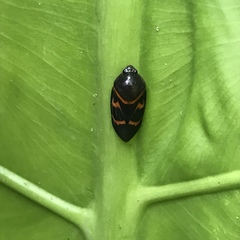 Okiscarta uchidae