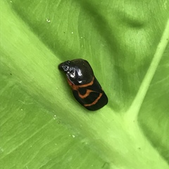 Okiscarta uchidae