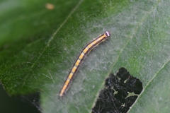 Epipaschia superatalis