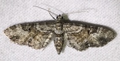 Eupithecia palpata