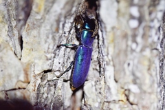 Temnoscheila virescens