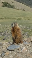 Marmota
