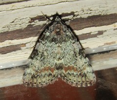 Catocala connubialis