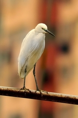 Egretta garzetta
