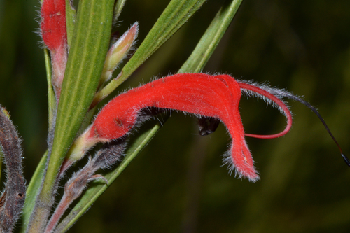 Adenanthos barbiger Lindl.