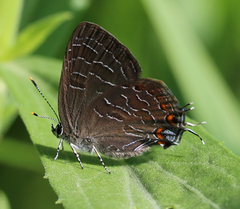 Satyrium calanus