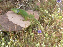 Lacerta diplochondrodes cariensis