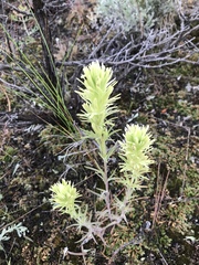 Castilleja thompsonii