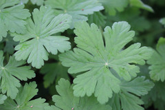 Geranium macrorrhizum