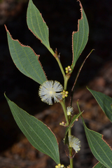 Acacia urophylla