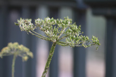 Cavariella theobaldi