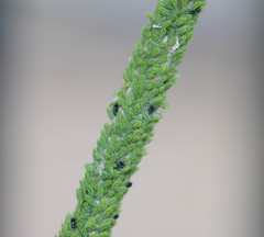 Cavariella theobaldi