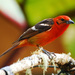 Flame-colored Tanager - Photo (c) Jerry Oldenettel, some rights reserved (CC BY-SA)