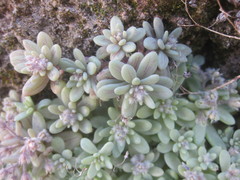 Sedum mucizonia