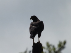Buteogallus
