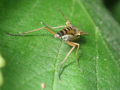 Rhagio vitripennis