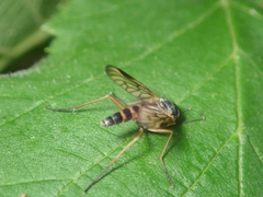 Rhagio vitripennis