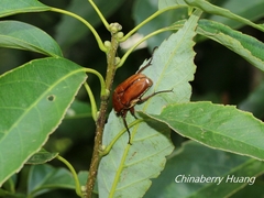 Cosmiomorpha similis