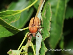 Cosmiomorpha similis