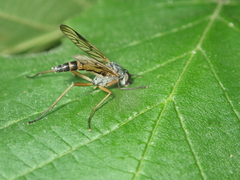Rhagio vitripennis