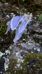 Clematis alpina