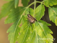 Anomala takasagoensis