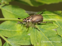 Anomala takasagoensis