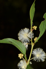 Acacia urophylla
